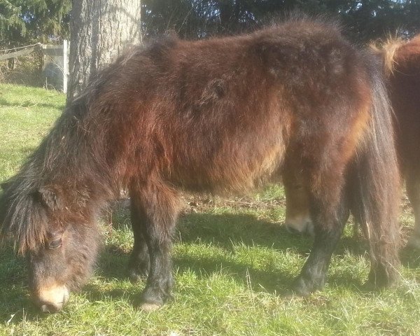 horse Dorosalas Ledoux (Shetland pony (under 87 cm), 2012, from Lucky v.d. Halve Maan)