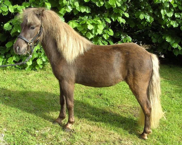 horse Sugar Baby (Dt.Part-bred Shetland pony, 2006, from Ramiro)