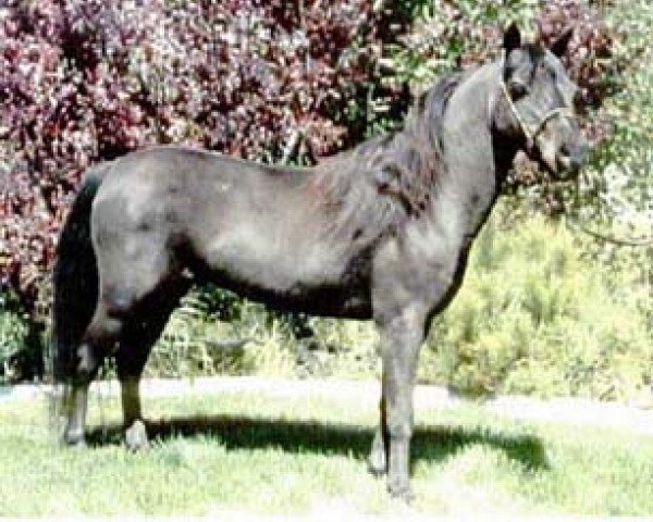 stallion BHR Lerwick (Shetland Pony, 1985, from Big Jack)