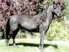Deckhengst BHR Lerwick (Shetland Pony, 1985, von Big Jack)