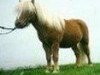 stallion Ronny (Dt.Part-bred Shetland pony, 1983, from Raufbold)