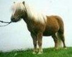 stallion Ronny (Dt.Part-bred Shetland pony, 1983, from Raufbold)