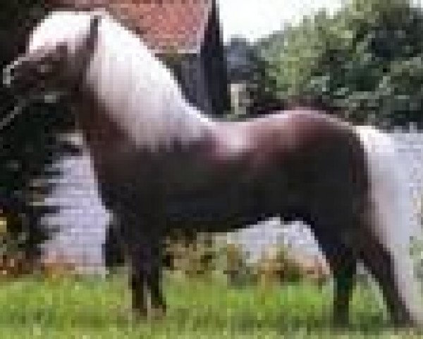 stallion Ramiro (Dt.Part-bred Shetland pony, 1991, from Ronny)