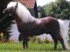 Deckhengst Ramiro (Dt.Part-bred Shetland Pony, 1991, von Ronny)