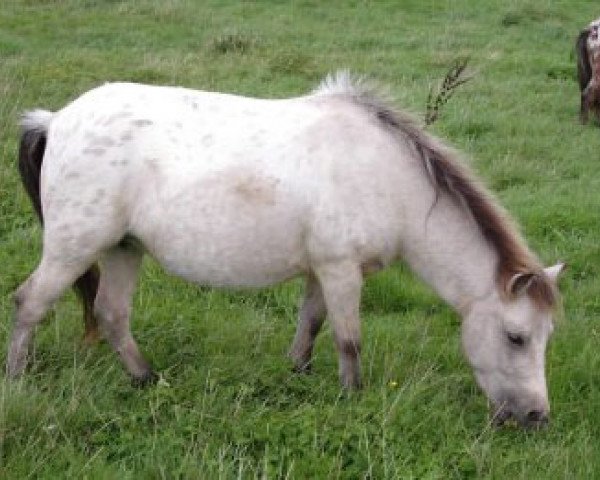 broodmare Shaggy van Dyck (Dt.Part-bred Shetland pony, 2004, from Kerswell Golden Son)