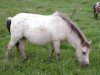 broodmare Shaggy van Dyck (Dt.Part-bred Shetland pony, 2004, from Kerswell Golden Son)