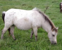 Zuchtstute Shaggy van Dyck (Dt.Part-bred Shetland Pony, 2004, von Kerswell Golden Son)