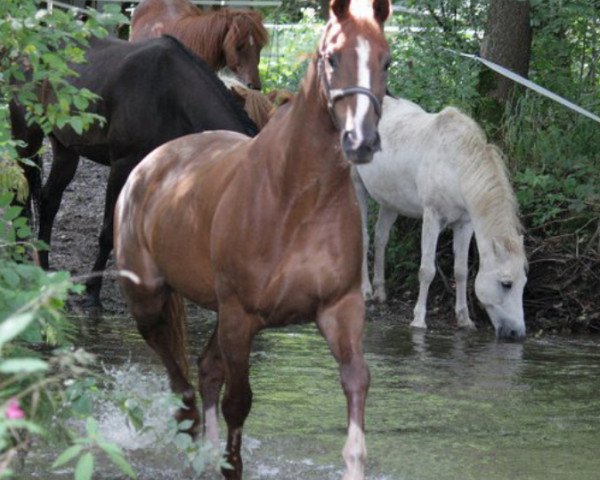 dressage horse Dondolo 127 (Bavarian, 1997, from Da Vinci)