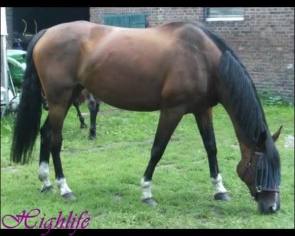 horse Highlife H (Hessian Warmblood, 1998, from Herzruf)