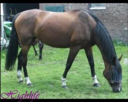 horse Highlife H (Hessian Warmblood, 1998, from Herzruf)