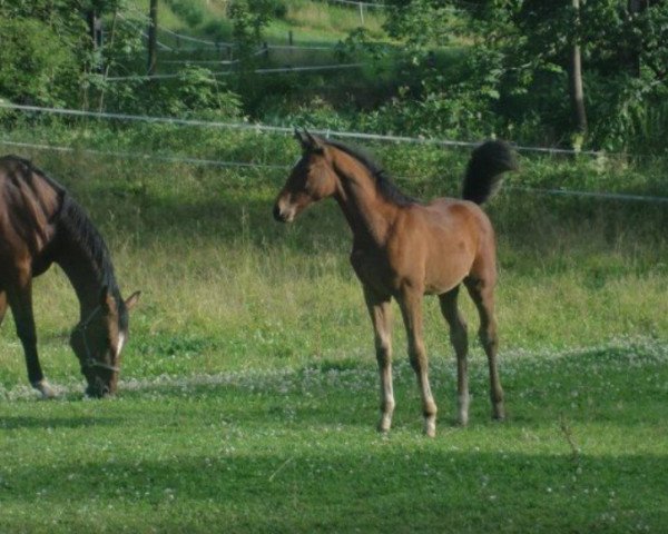 Springpferd Guapa (Bayer, 2012, von Seven Up)