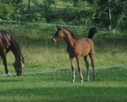 Springpferd Guapa (Bayer, 2012, von Seven Up)