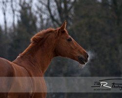 broodmare Finale 154 (Bavarian, 1998, from Flamenco)