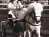 Zuchtstute Sarotti von Bairawies (Dt.Part-bred Shetland Pony, 1972, von Romeo I)
