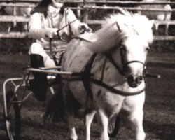 Zuchtstute Sarotti von Bairawies (Dt.Part-bred Shetland Pony, 1972, von Romeo I)