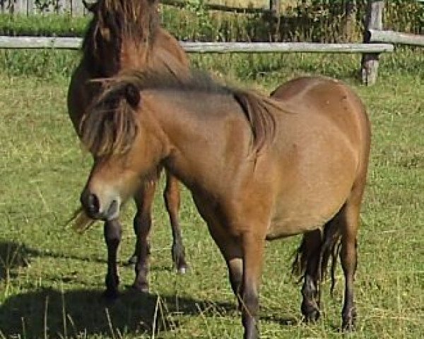 horse Isarons Joleen (Dt.Part-bred Shetland pony, 2011, from Jackomo von Buchberg)