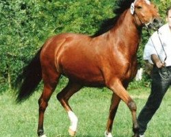 horse Isarons Ivory (New Forest Pony, 1988, from Northfort)