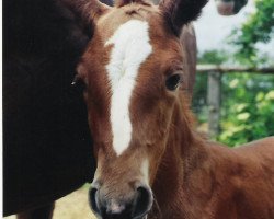 broodmare Guantána (Oldenburg, 2007, from Goethe)