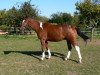 jumper Lassandro 27 (German Sport Horse, 2006, from Landcolt B)