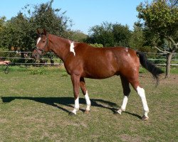 jumper Lassandro 27 (German Sport Horse, 2006, from Landcolt B)