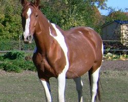 broodmare Nevada 78 (Pinto / Small Riding Horse, 1997, from Nitendo)