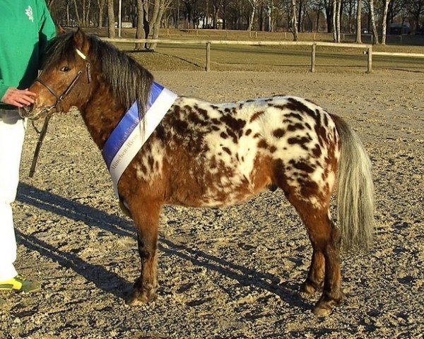 Deckhengst Kirchweihtal's Apache (Dt.Part-bred Shetland Pony, 2005, von Aragon)
