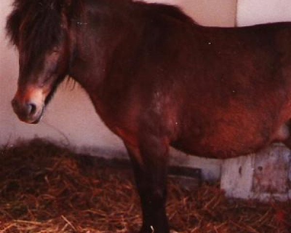 broodmare Sennerin (Shetland Pony, 1976, from Pero)