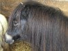 broodmare Isarons Susischka (Shetland Pony, 1985, from Rappo)