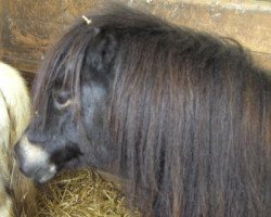 broodmare Isarons Susischka (Shetland Pony, 1985, from Rappo)