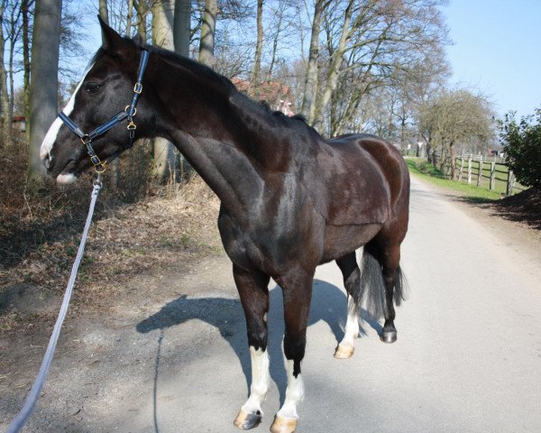 broodmare Pepsi (Westphalian, 1999, from Pep)