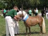 Zuchtstute Scarlett (Deutsches Classic Pony, 2000, von Ramiro)