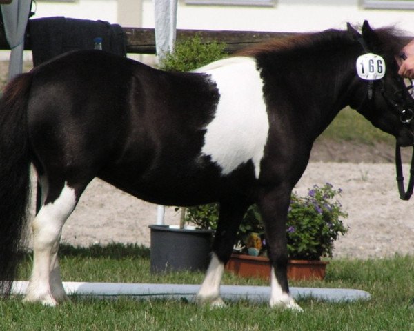 Zuchtstute Viola (Shetland Pony, 2000, von Flamenco)