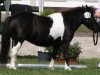 Zuchtstute Viola (Shetland Pony, 2000, von Flamenco)