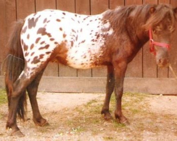 stallion Flanell (Dt.Part-bred Shetland pony, 1978, from Falke)