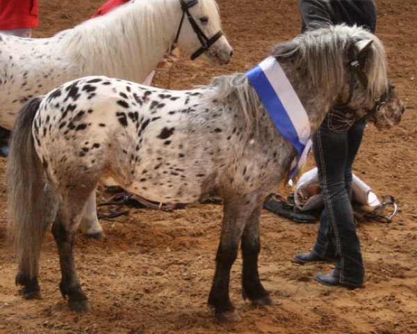 stallion Fürst Farbenfroh (Dt.Part-bred Shetland pony, 2002, from Bayerns Fürst)