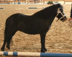 dressage horse Nelly (Shetland Pony, 2007, from Bubba)