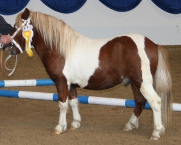 Deckhengst Gustl (Shetland Pony, 2009, von Goldtaler)