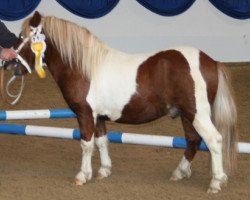 Deckhengst Gustl (Shetland Pony, 2009, von Goldtaler)