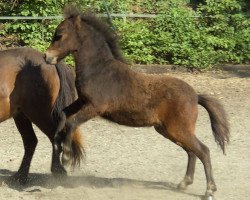 horse Isarons Rock Around The Clock (Dt.Part-bred Shetland Pony, 2012, from Isarons Rock'n Roll)