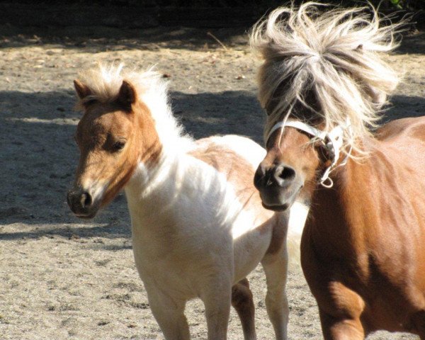 Pferd Isarons Roxy Man (Dt.Part-bred Shetland Pony, 2012, von Isarons Rock'n Roll)