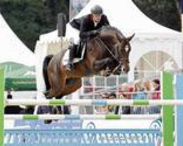 stallion Quadam (Hanoverian, 2006, from Quite Easy I)