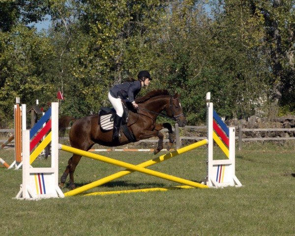 broodmare Lurina xx (Thoroughbred, 1997, from Peking Opera xx)