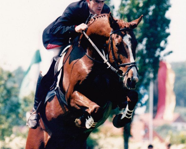 horse Angelo 195 (Bavarian, 1990, from Atlantik)