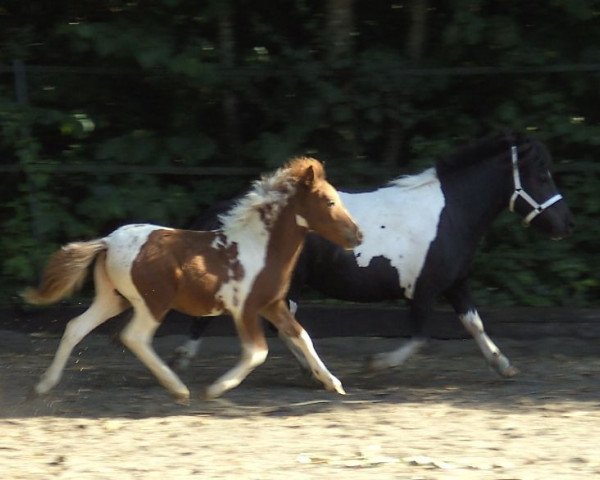 Pferd Isarons Ninette (Shetland Pony, 2012, von Big Boy)