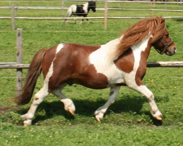 stallion Big Boy (Shetland Pony, 2004, from Boy)