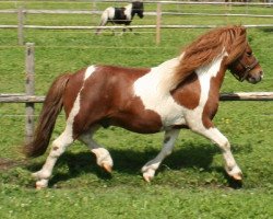 stallion Big Boy (Shetland Pony, 2004, from Boy)