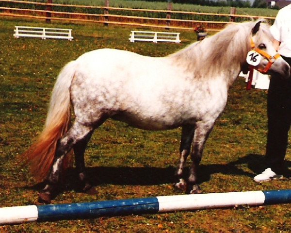 broodmare Isarons Sissi (Dt.Part-bred Shetland pony, 1982, from Romeo II)