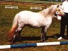broodmare Isarons Sissi (Dt.Part-bred Shetland pony, 1982, from Romeo II)