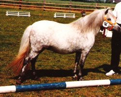 Zuchtstute Isarons Sissi (Dt.Part-bred Shetland Pony, 1982, von Romeo II)