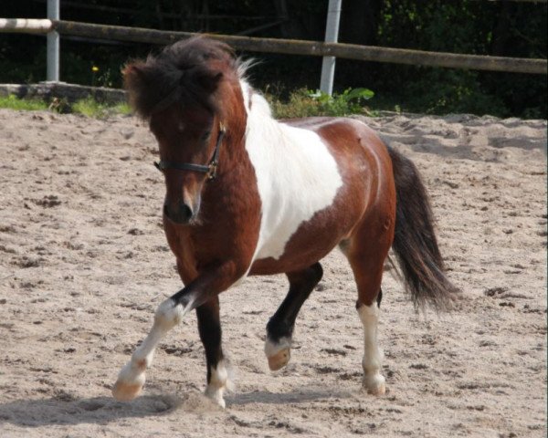 jumper Isarons Bingo (Dt.Part-bred Shetland pony, 2009, from Bobo)